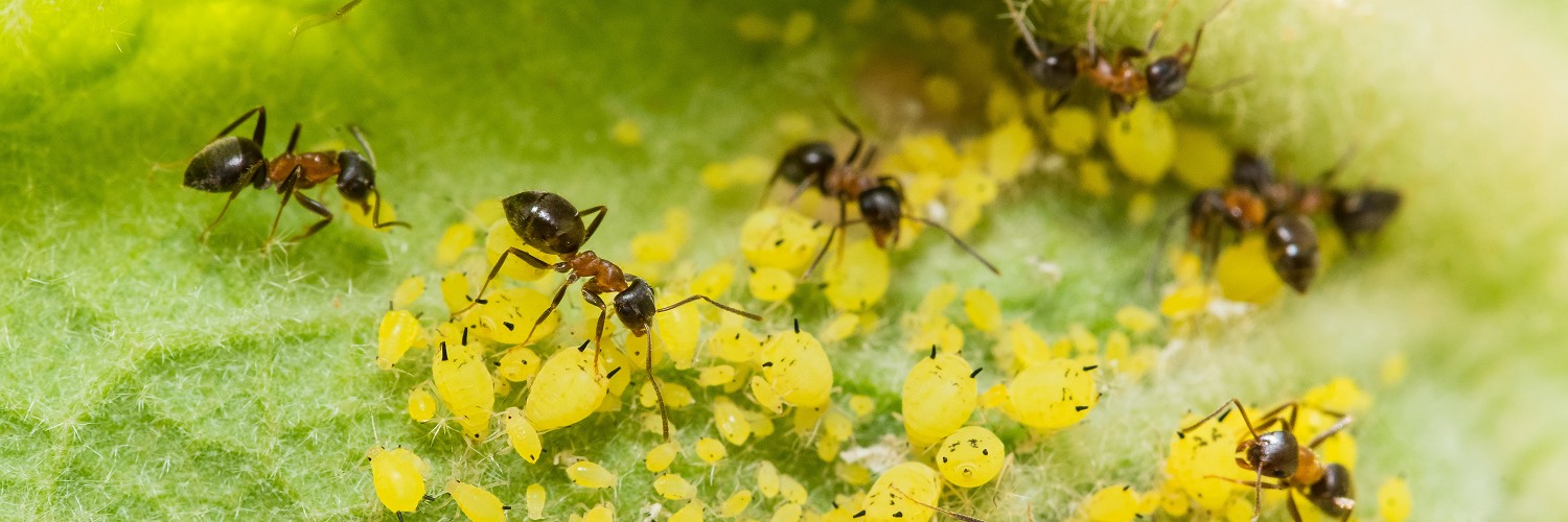 2617931 © Stéphane Vitzthum / Biosphoto
