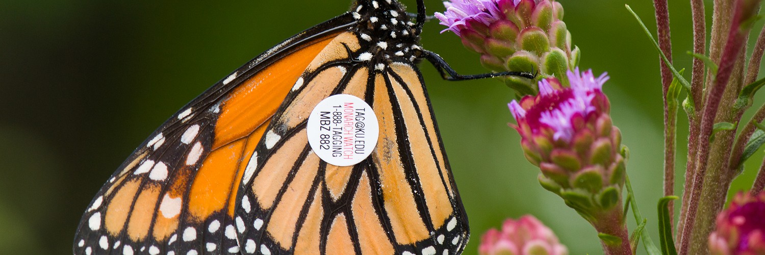 2618487 © Stéphane Vitzthum / Biosphoto