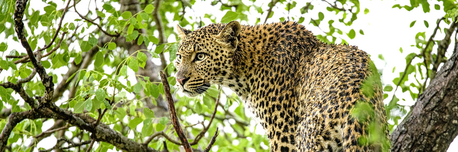 2619247 © Clément Fontaine / Biosphoto