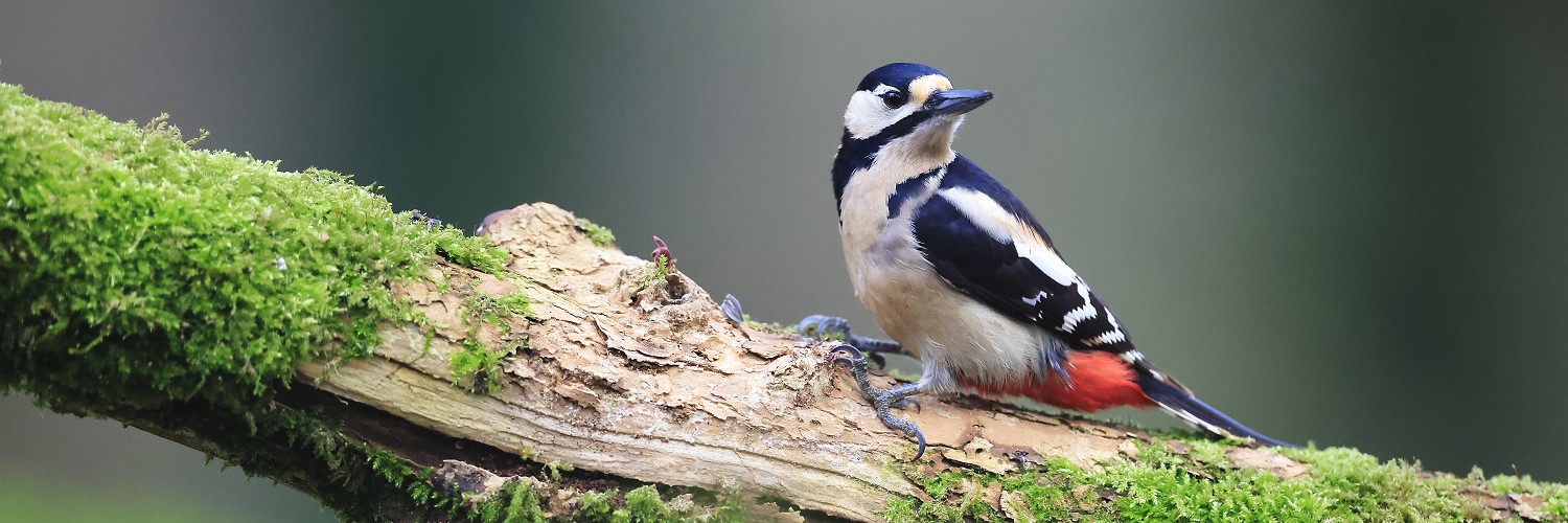 2619555 © Christophe Perelle / Biosphoto