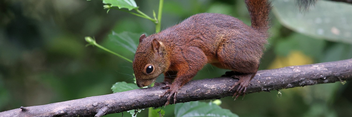 2619606 © Brigitte Marcon / Biosphoto