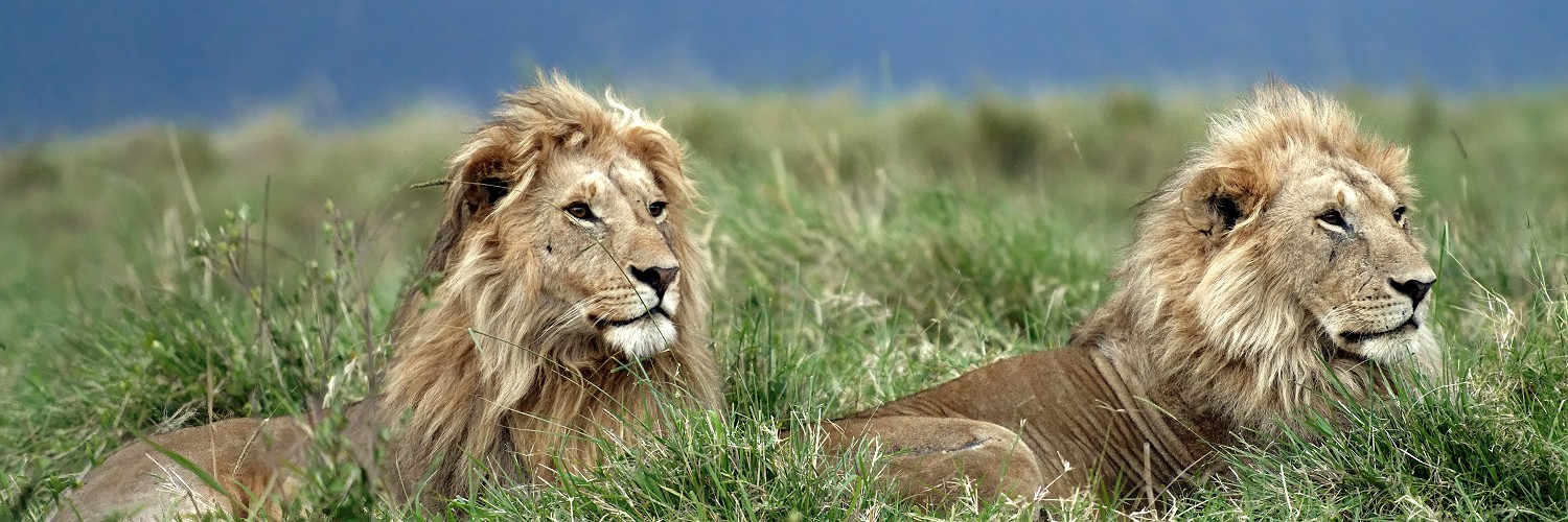 2619700 © Pierre Vernay / Biosphoto