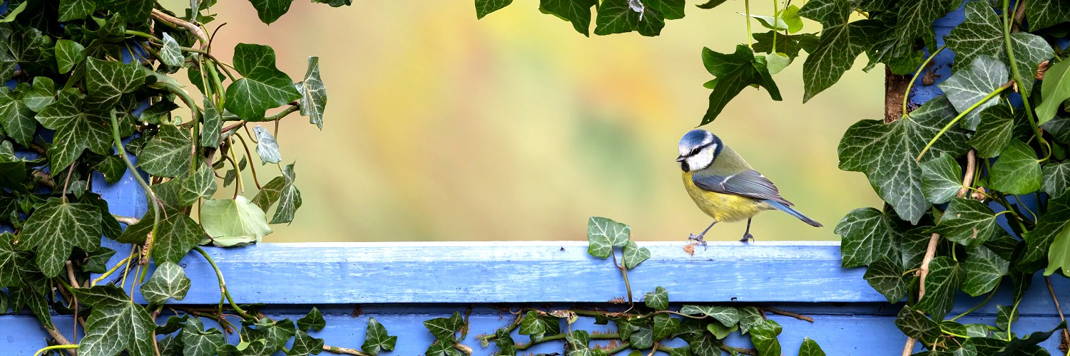 2619752 © Frédéric Desmette / Biosphoto