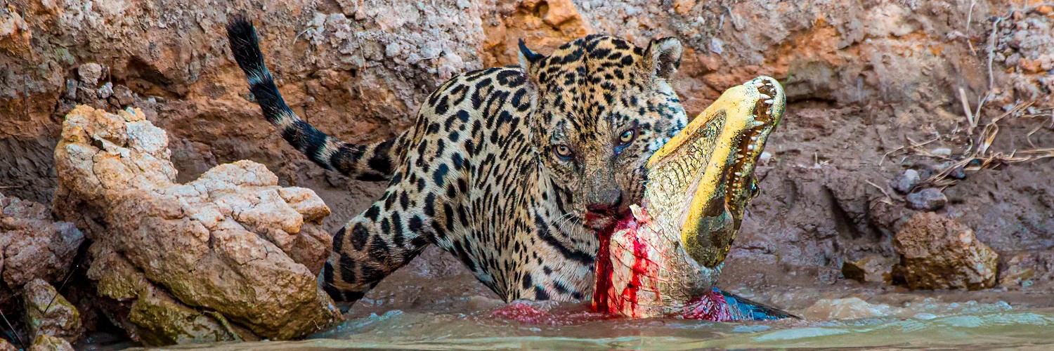 2620001 © Gilles Martin / Biosphoto
