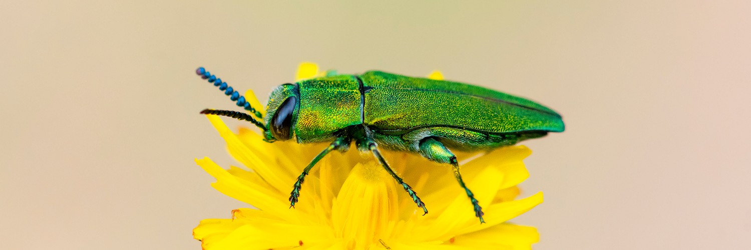 2621700 © Stéphane Vitzthum / Biosphoto