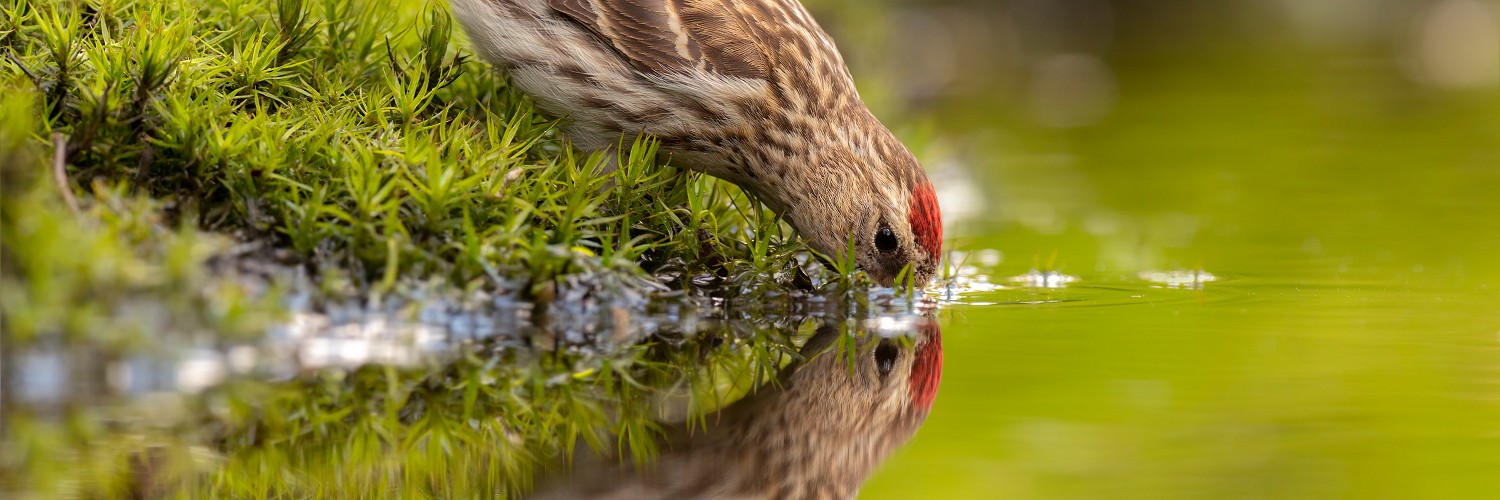 2623212 © Peter van der Veen / Nature in Stock / Biosphoto