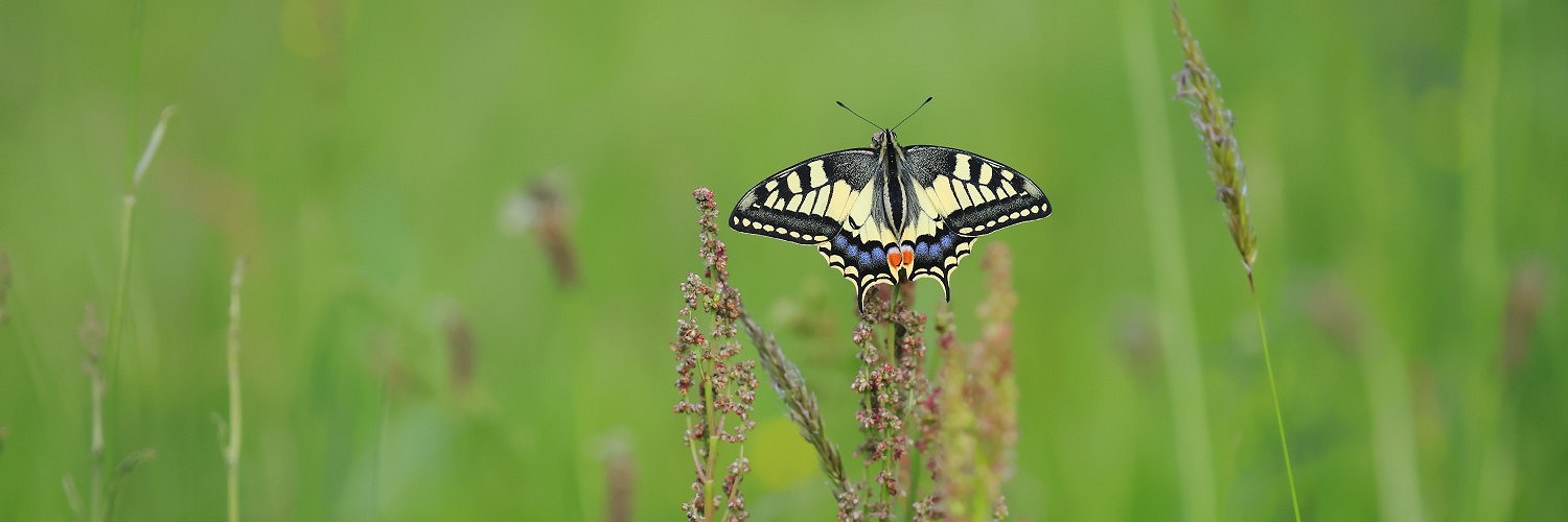 2623271 © Christophe Perelle / Biosphoto