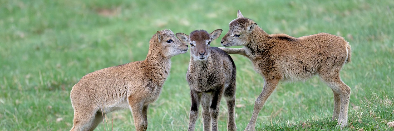 2624401 © Claude Balcaen / Biosphoto