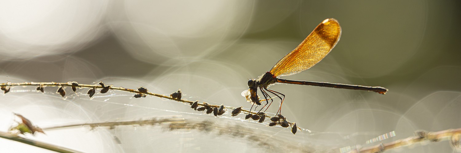 2624748 © Philippe Lebeaux / Biosphoto