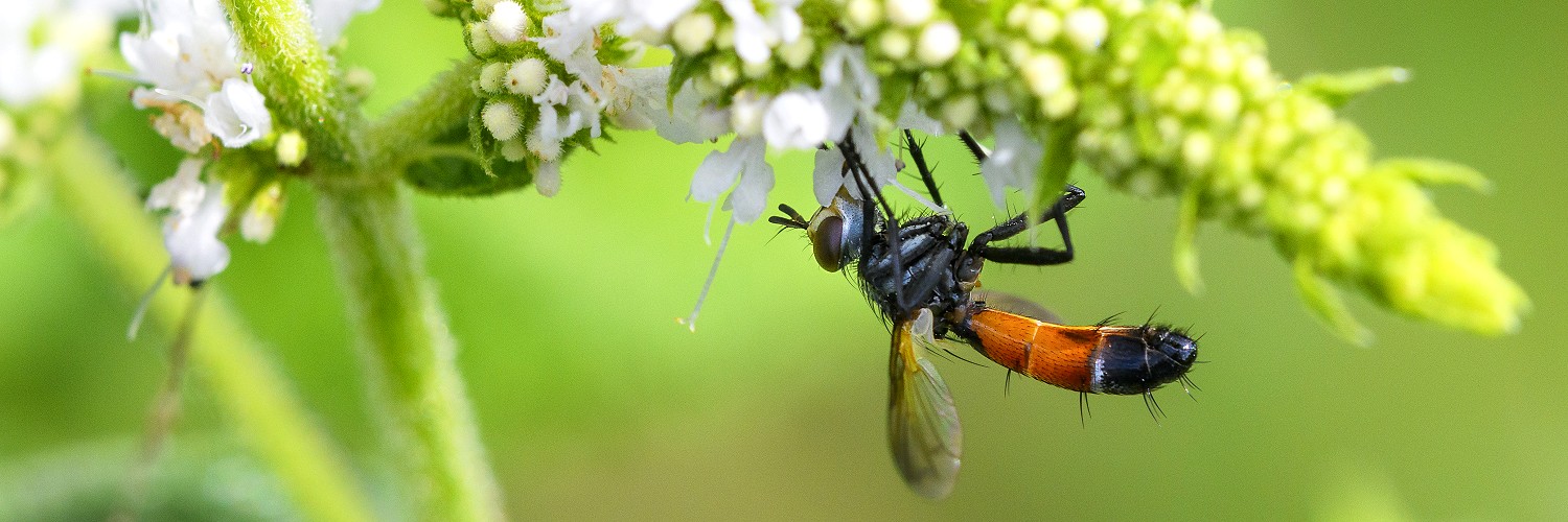2626682 © Monique Morin / Biosphoto