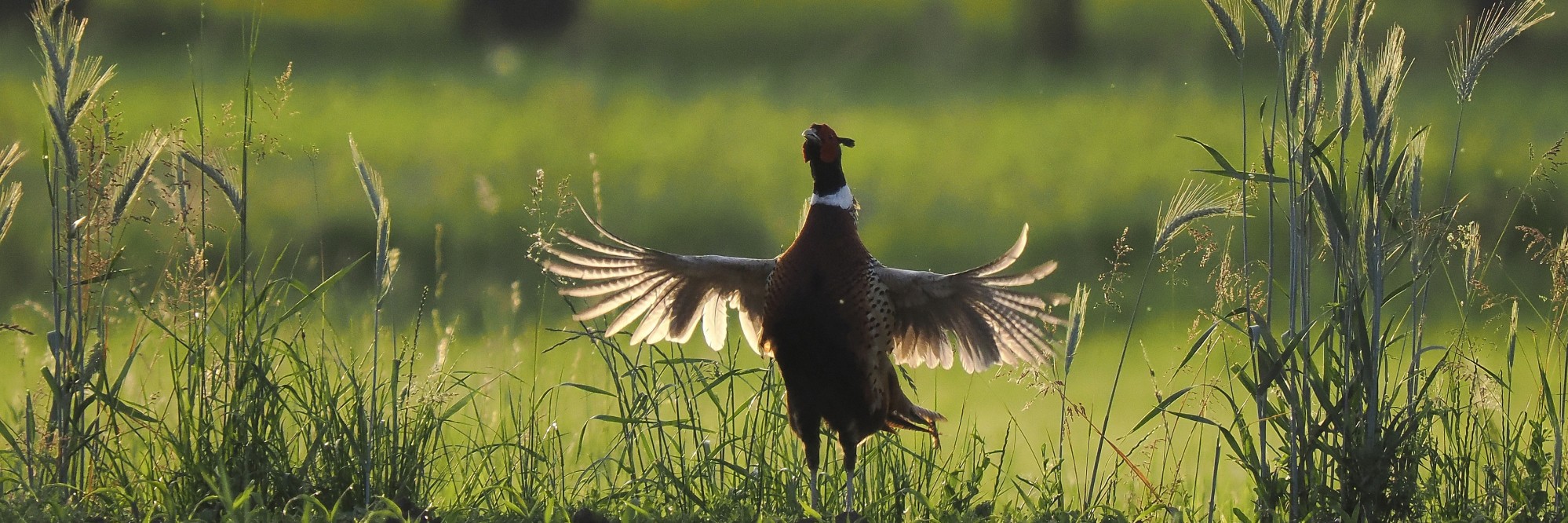 2627705 © Bruno Cavignaux / Biosphoto