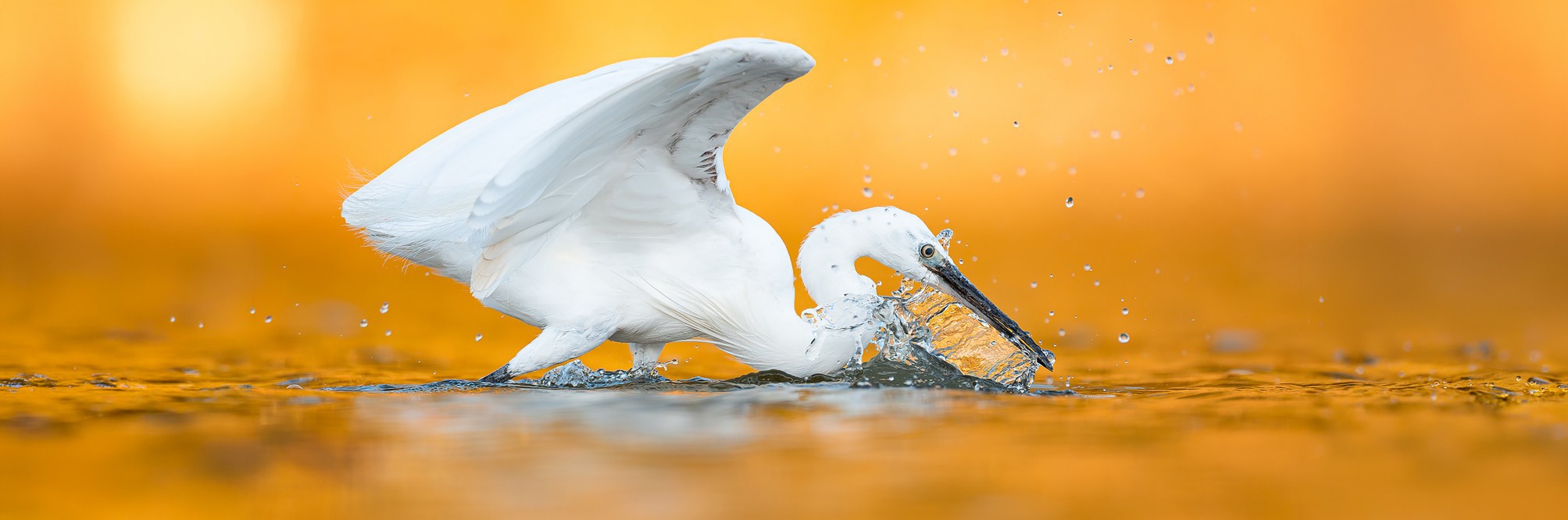 2627955 © Pablo Barrena / Biosphoto