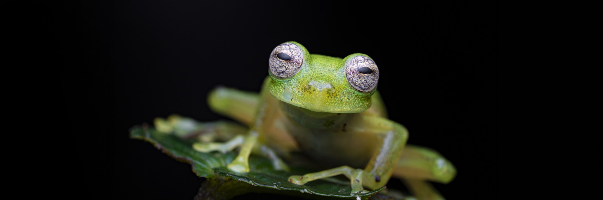 2628118 © Vincent Premel / Biosphoto