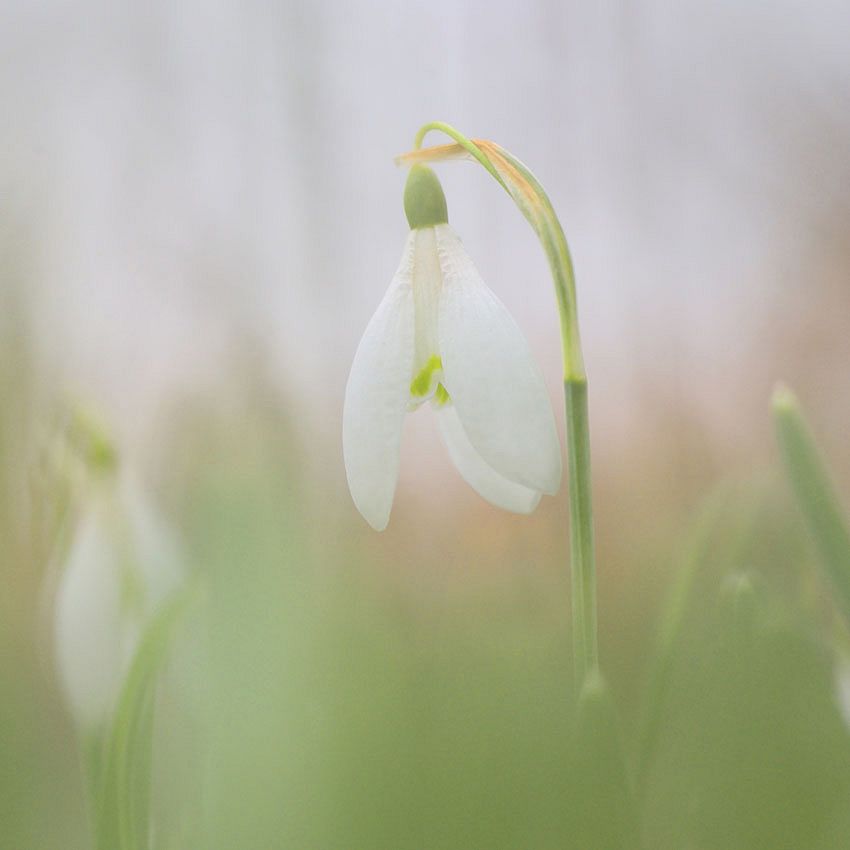 Green Ideas: spring bulbs