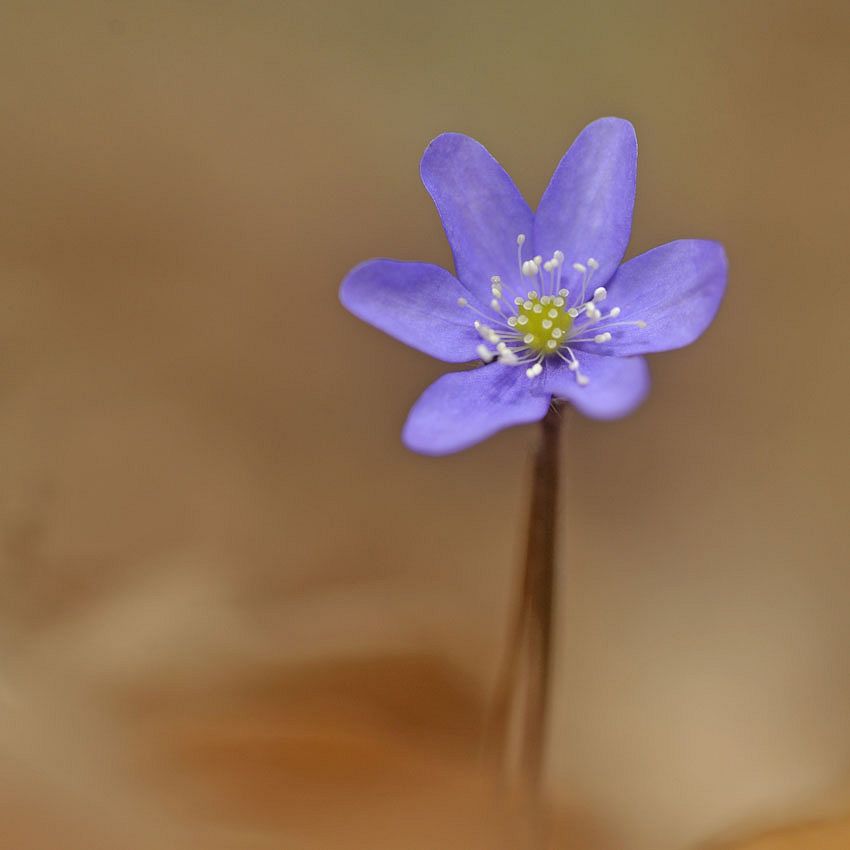 Green Ideas: A garden Very Peri