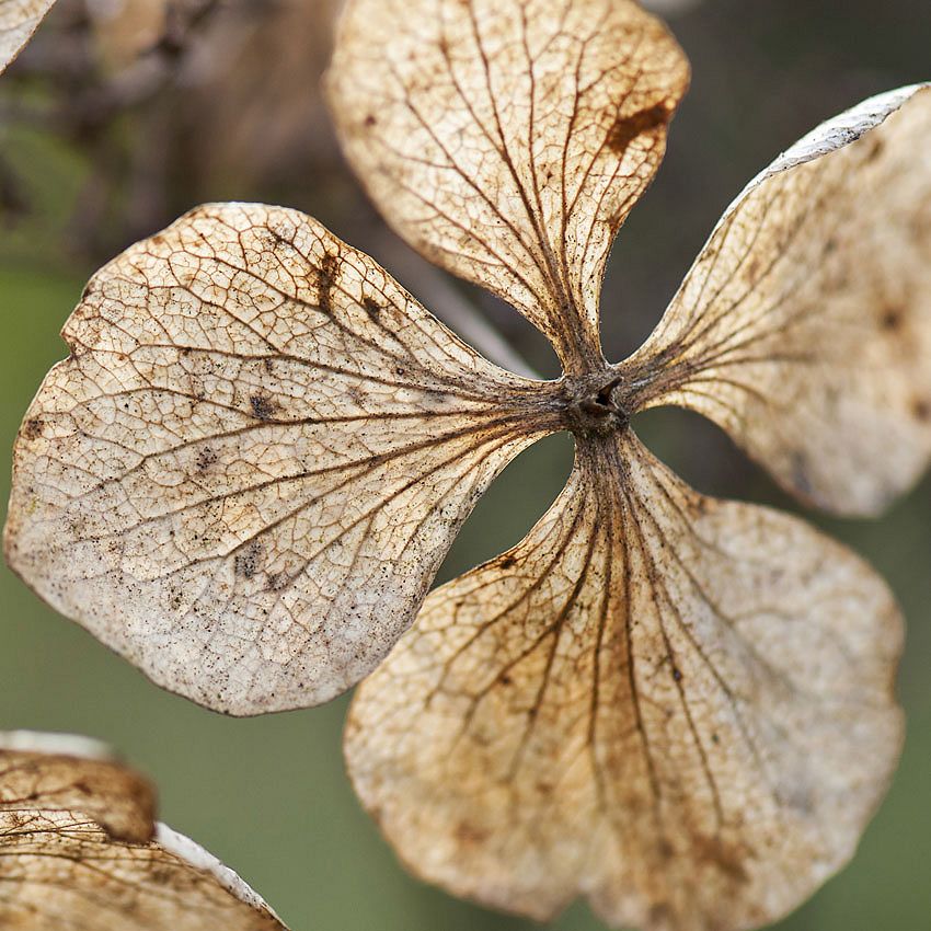 Green Ideas: Mocha Mousse