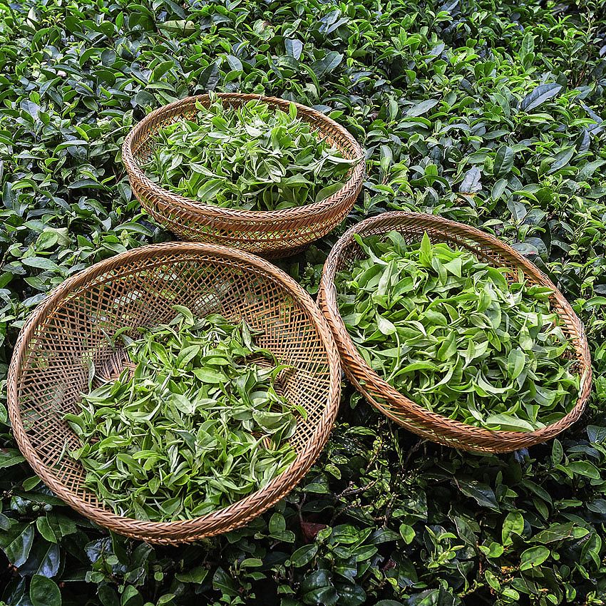 Green Ideas: tea and Co