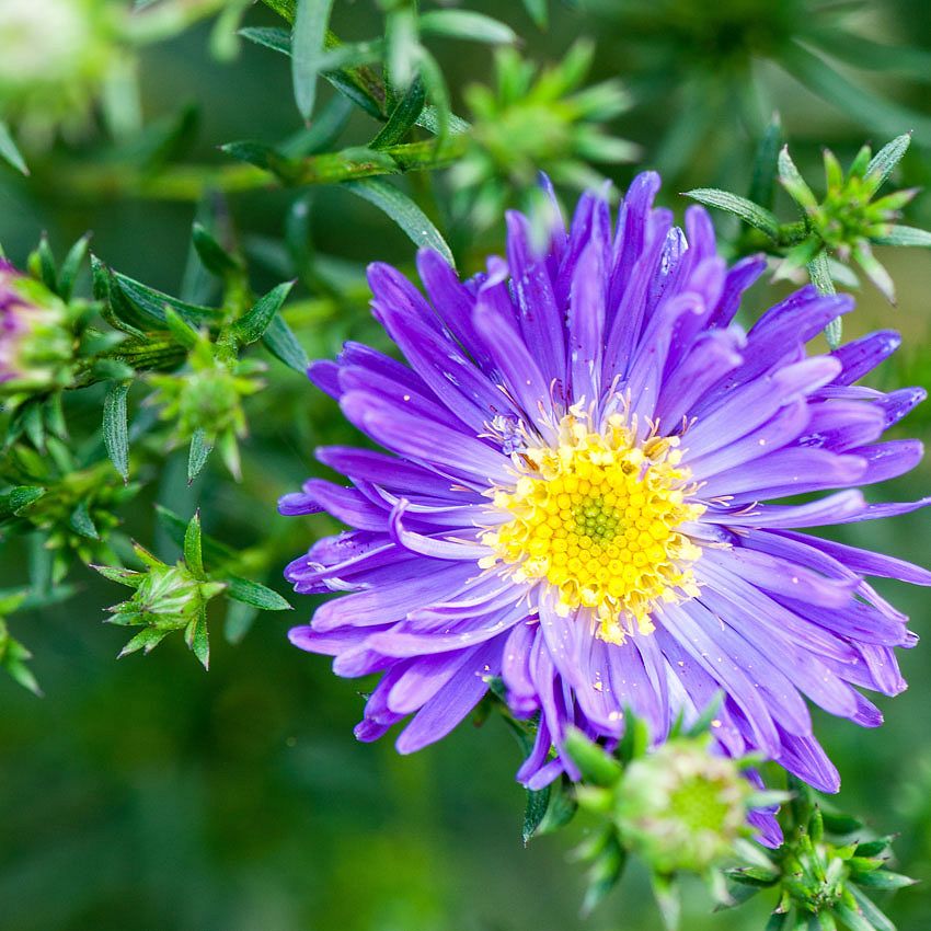 Green Ideas: aster
