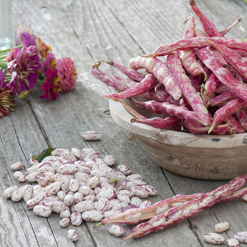 Green Ideas: lens and legumes