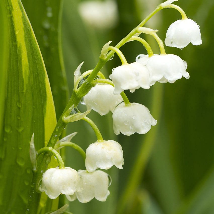 Green Ideas: lucky Lily of the valley