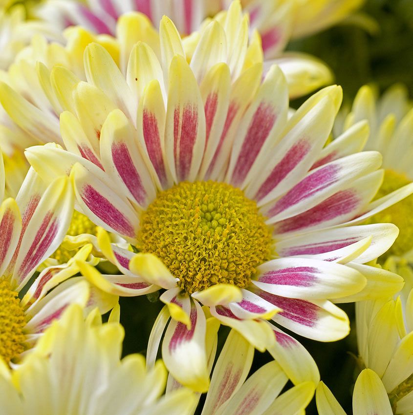 Green Ideas: chrysanthemums, for the autumn's chills
