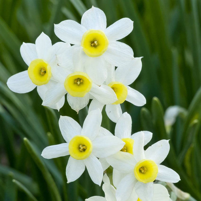 Green Ideas: daffodils, stars of Spring