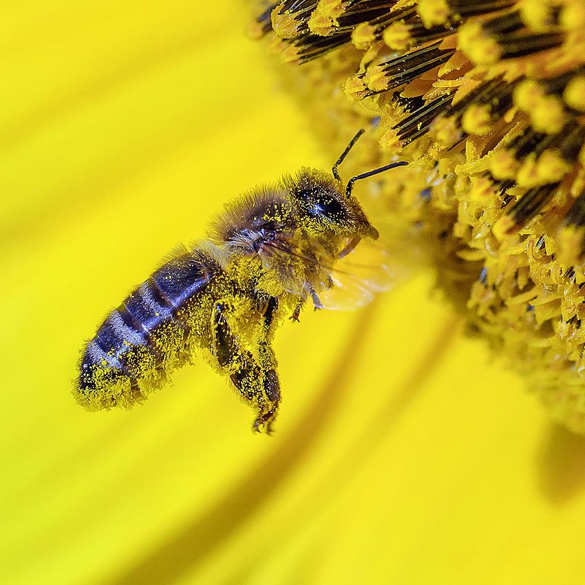 Green Ideas: gardener's best friends