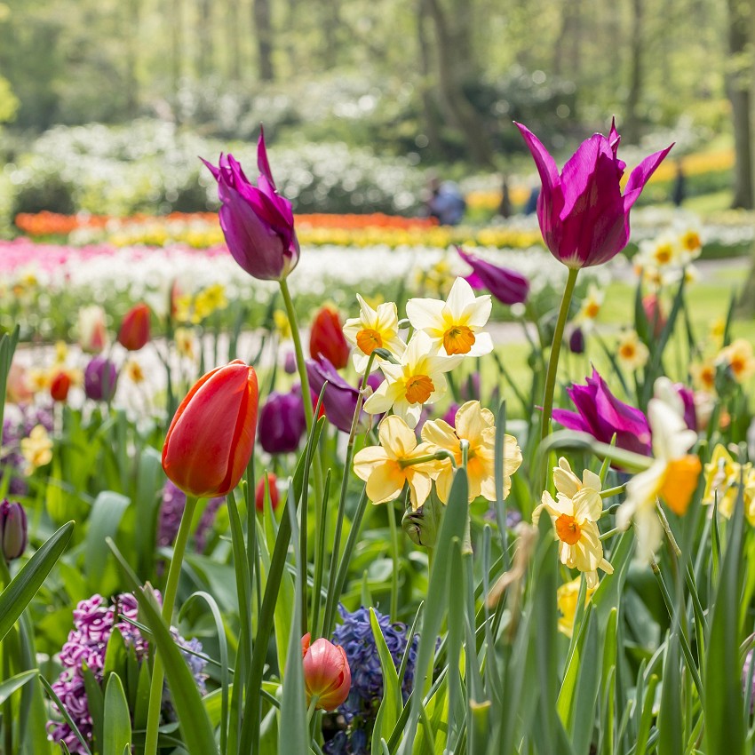 Green Ideas: spring wave