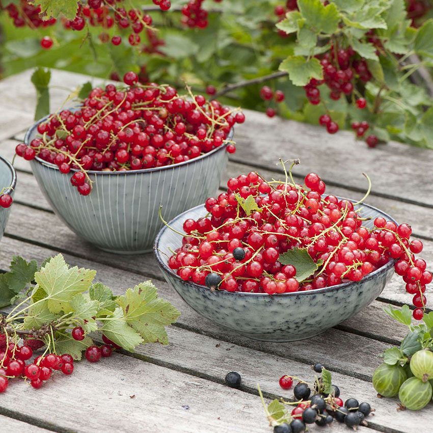 Green Ideas: summer berries
