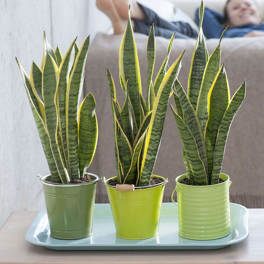 Green Ideas: indoor plants