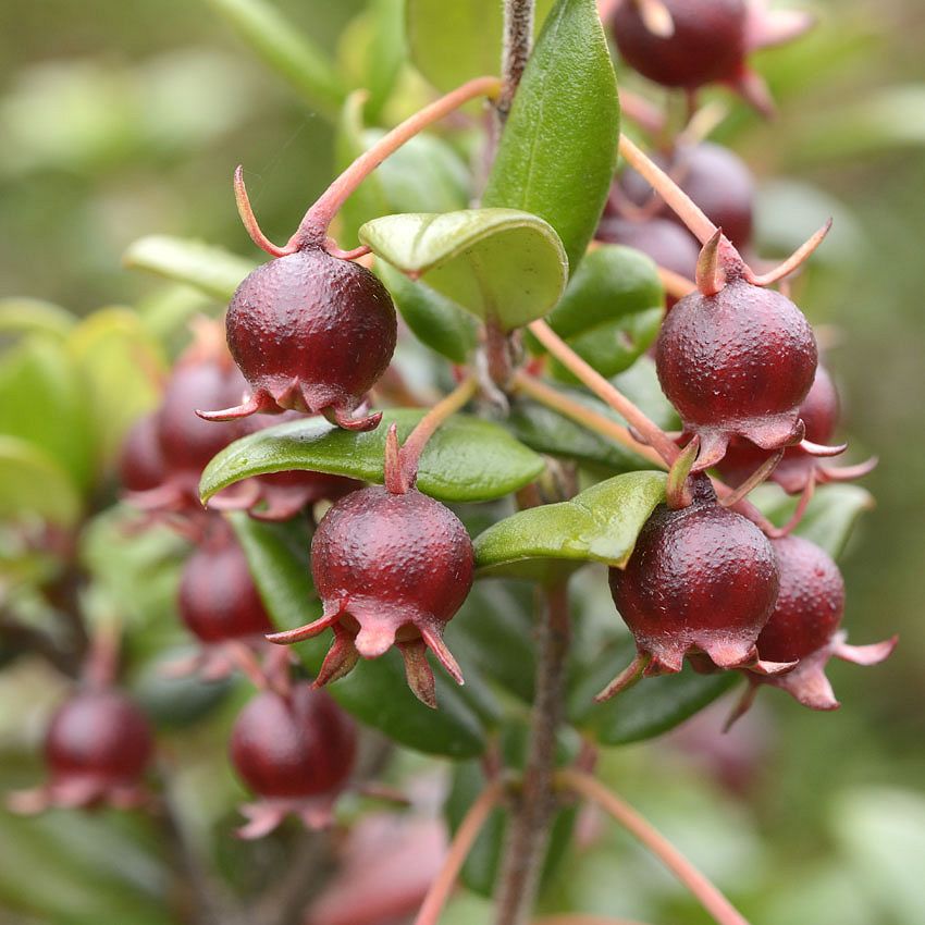 Green Ideas: exotic!