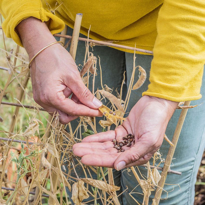 Green Ideas: the last harvest
