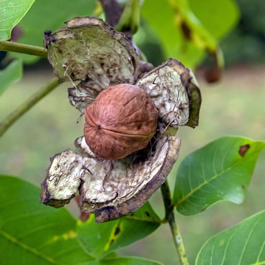 Green Ideas: plant dyes