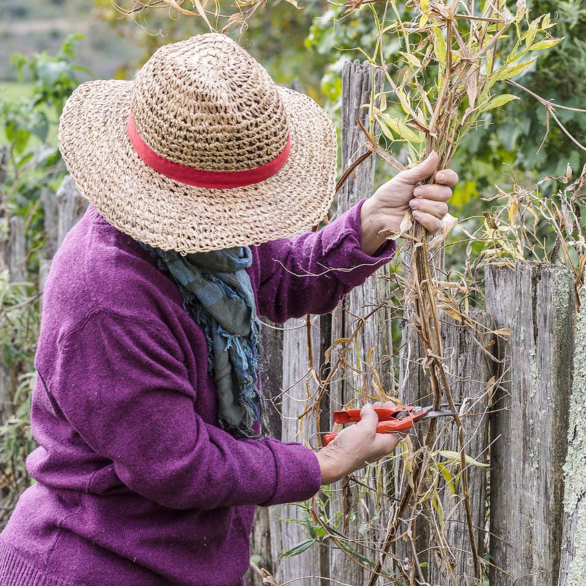 Green Ideas: working in the Garden!