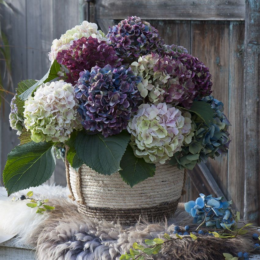 Lifestyle: an Hydrangea for Autumn