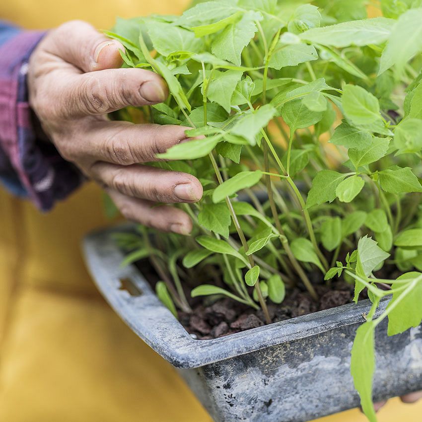 Green Ideas: transplanting with Delicacy