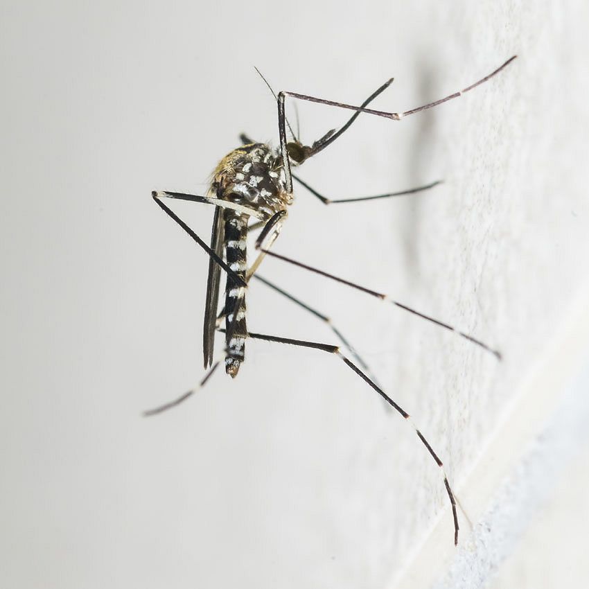 Green Ideas: no mosquitoes!