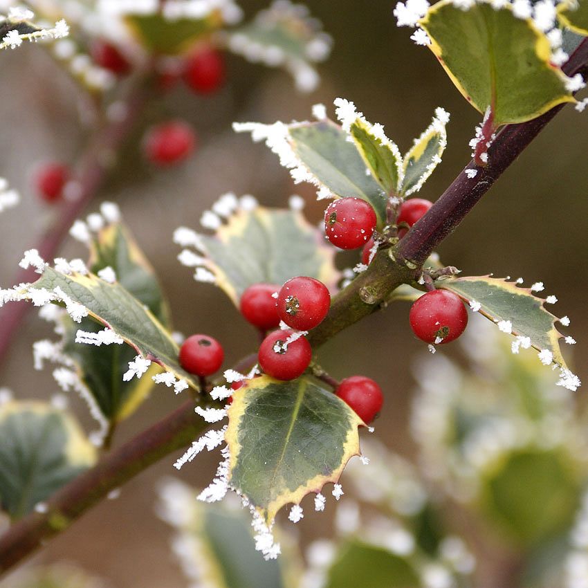 Green Ideas: winter's colors