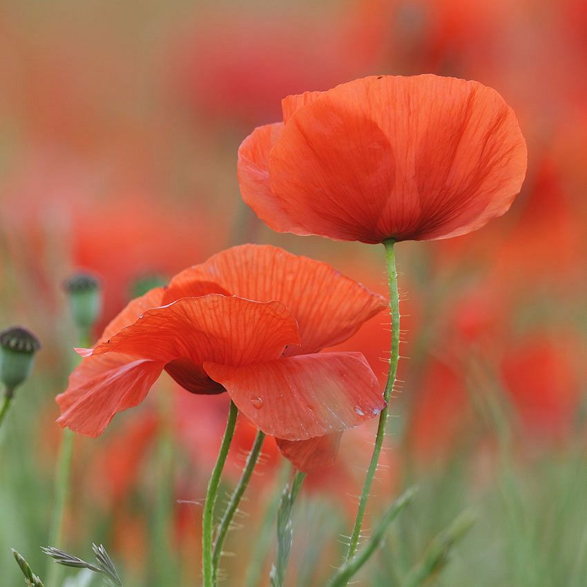 Green Ideas: wild Poppies