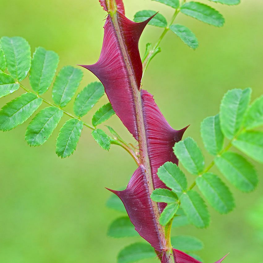 Green Ideas: viva Magenta!