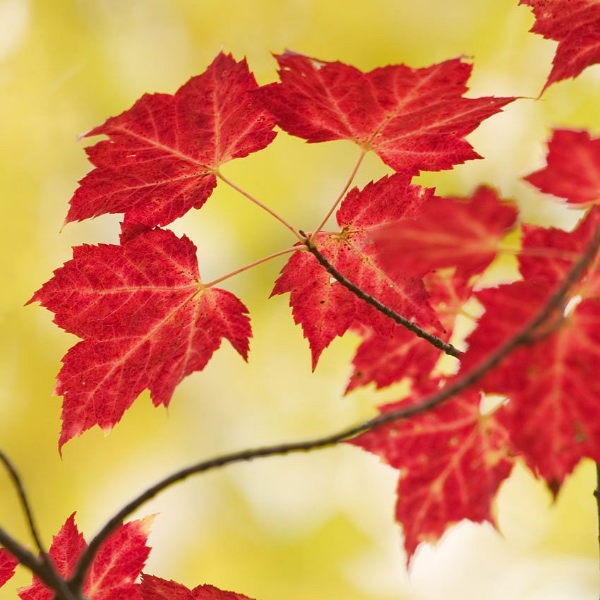 Green Ideas: mapples