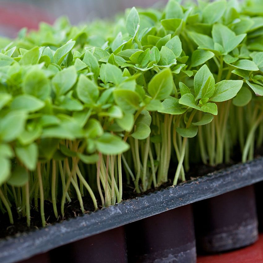 Green Ideas: basil, an aroma from the South
