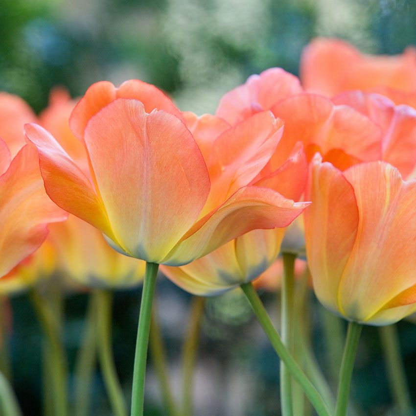 Green Ideas: Peach Fuzz