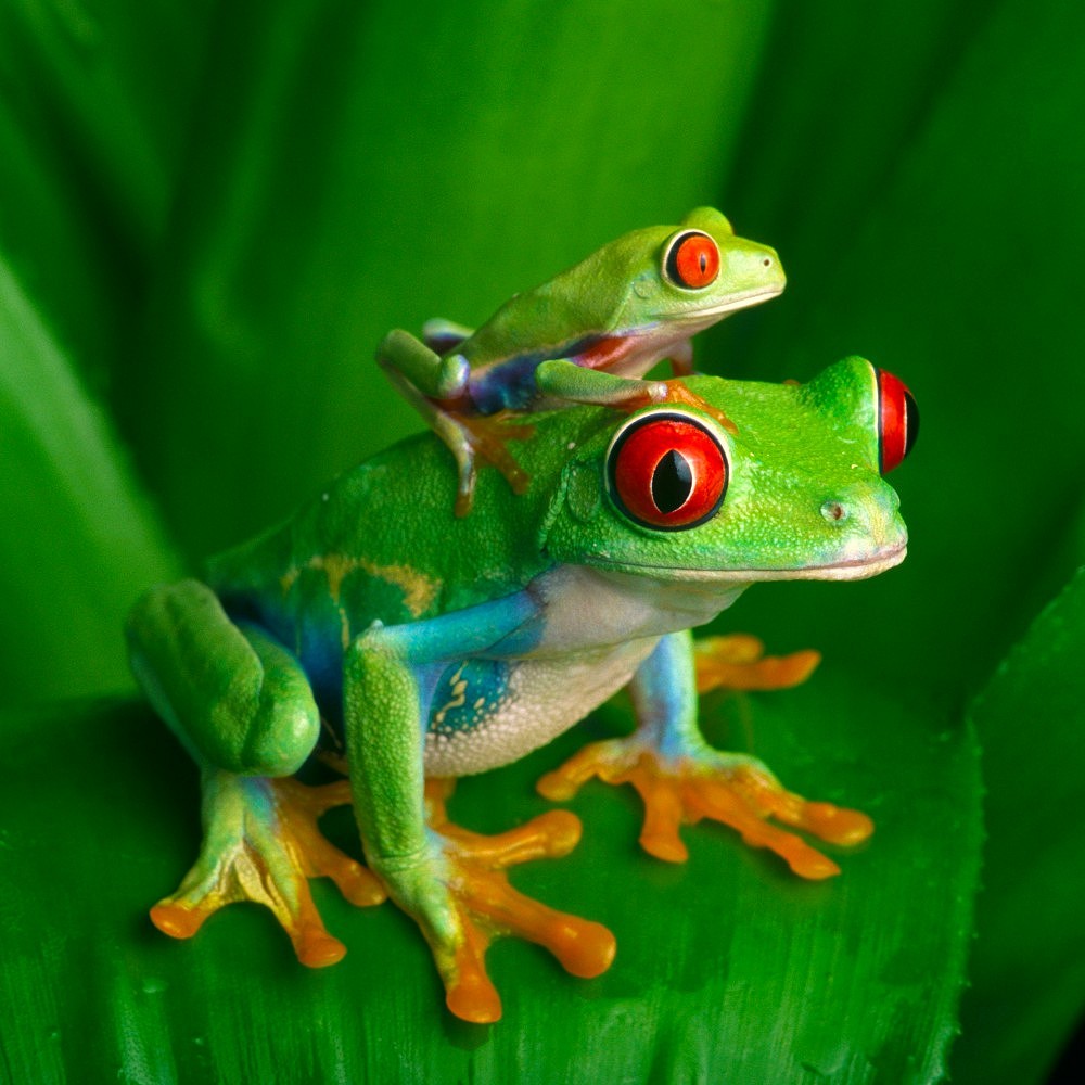 2050496 © Michael Turco / Biosphoto