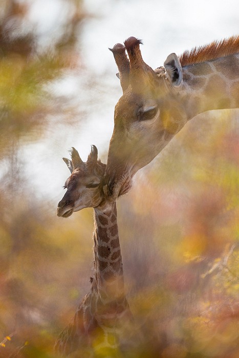 Giraffe (Giraffa camelopardalis)