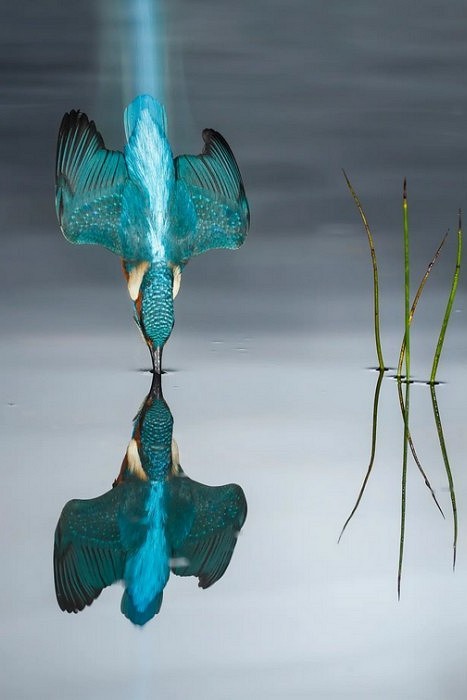 Common Kingfisher (Alcedo atthis)
