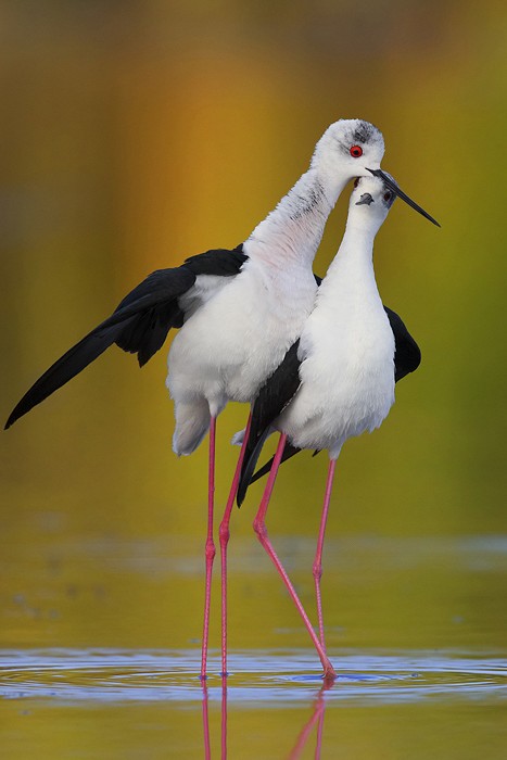 Black-winged Stilt (Himantopus himantopus)