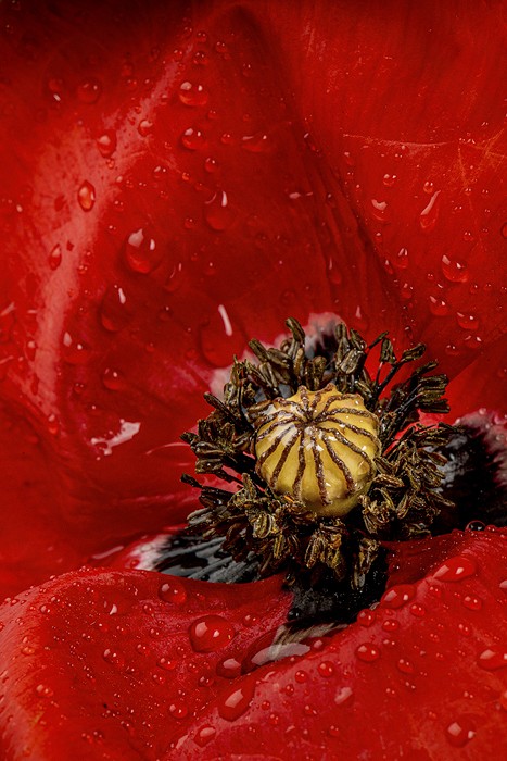 Corn poppy (Papaver rhoeas)