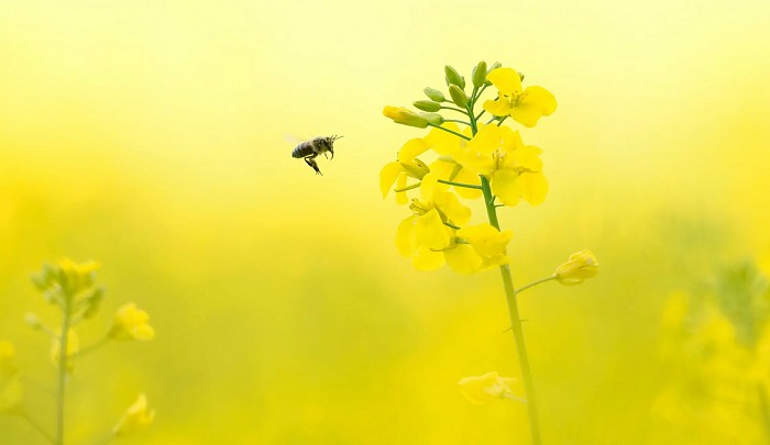 Honey bee (Apis mellifera)