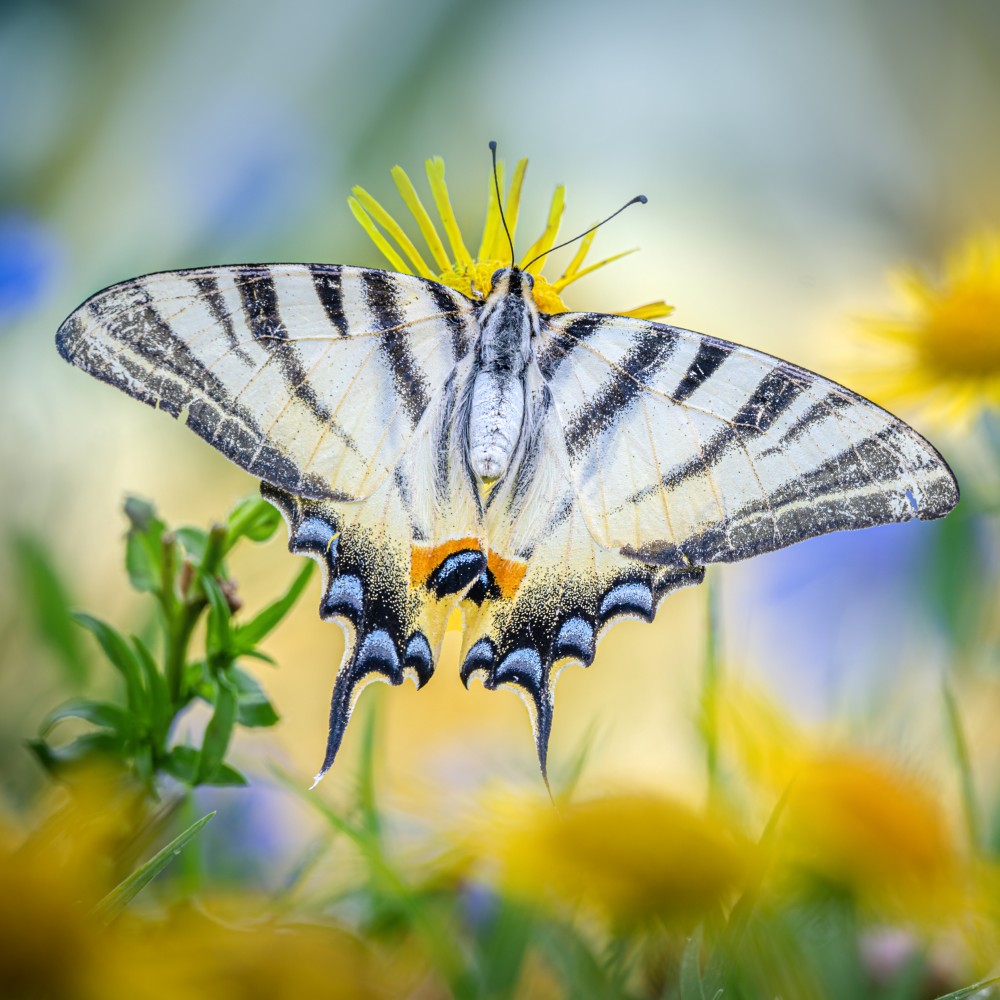 2505405 © Alberto Ghizzi Panizza / Biosphoto